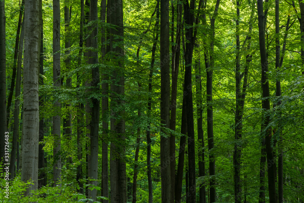 Clearly green leaves on the trees in the forest. Whole clearly green background. Clearly green leaves on the trees in the forest. Whole clearly green background.