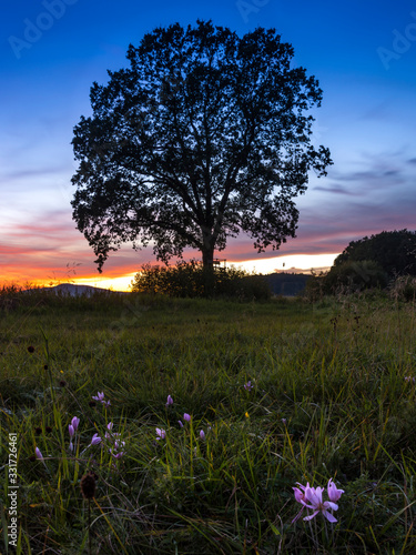 Dark silhouette of massive isolated tree and in front of him is soft shining pink blooms by crocus (saffron)	