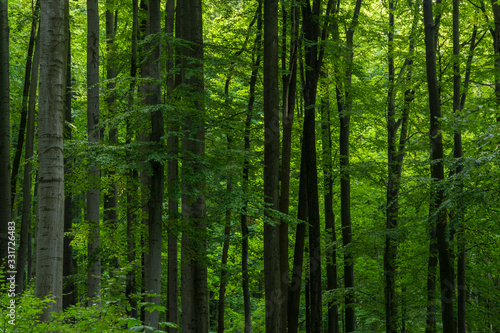 Clearly green leaves on the trees in the forest. Whole  clearly green background.