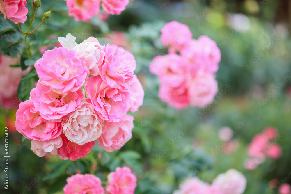 Beautiful pink roses flower in the garden Beautiful pink roses flower in the garden