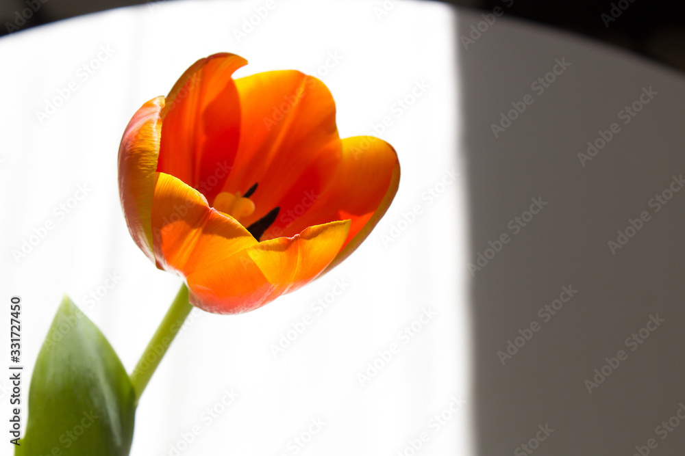 Fototapeta premium One orange tulip flower into sun light on minimal white and black background