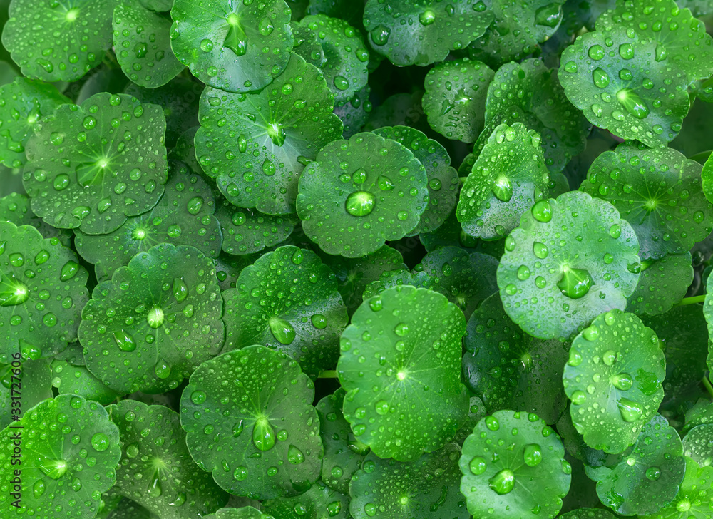 Beautiful background of Centella asiatica, Herbal medicine leaves of ...