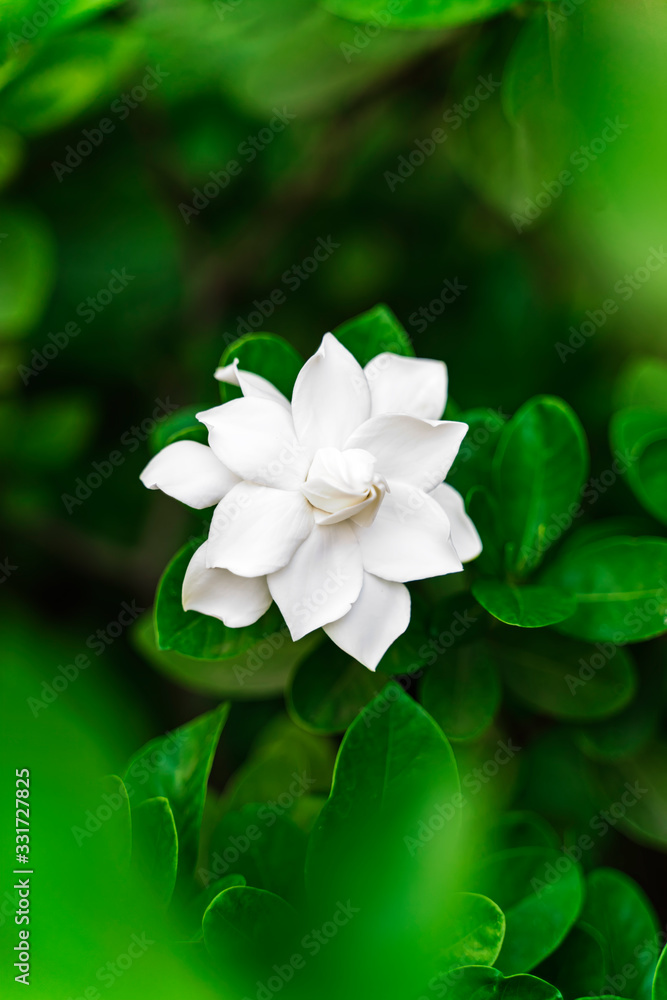 White Puddle flowers, Gardenia jasminoides (Cape jasmine) foliage and  flower on a green background soft focus. In the tropical garden. Cute and  Beautiful Cape Gardenia Flower. foto de Stock | Adobe Stock