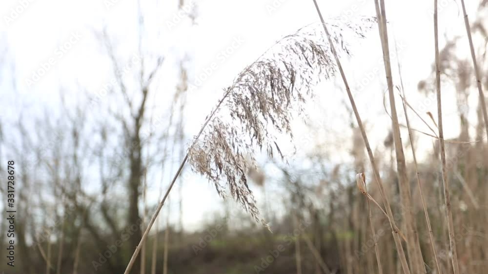 First spring leaves in the park. On the evening sun. Last sunbeams of the First spring leaves in the park. On the evening sun. Last sunbeams of the