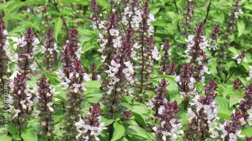 A lot of bees flying to nectar on basil flower