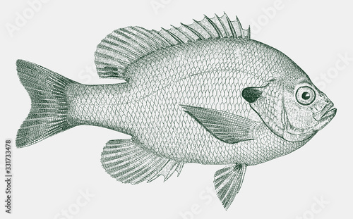 Fototapeta Bluegill lepomis macrochirus, freshwater fish native in streams, rivers, lakes a