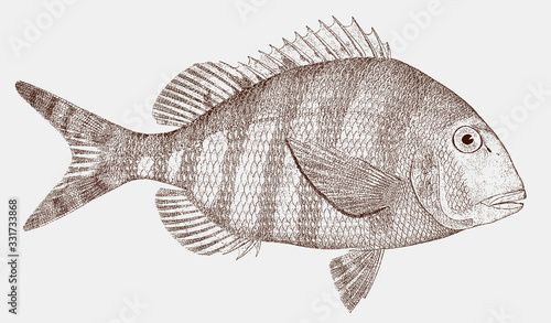 Sheepshead porgy, calamus penna, a fish from the atlantic ocean in side view
