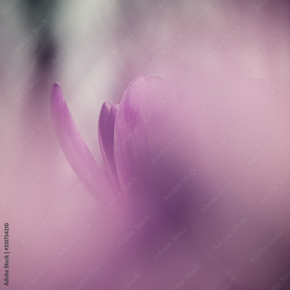 Blossoming crocus or saffron flower, violet natural spring background, macro image with soft focus Blossoming crocus or saffron flower, violet natural spring background, macro image with soft focus