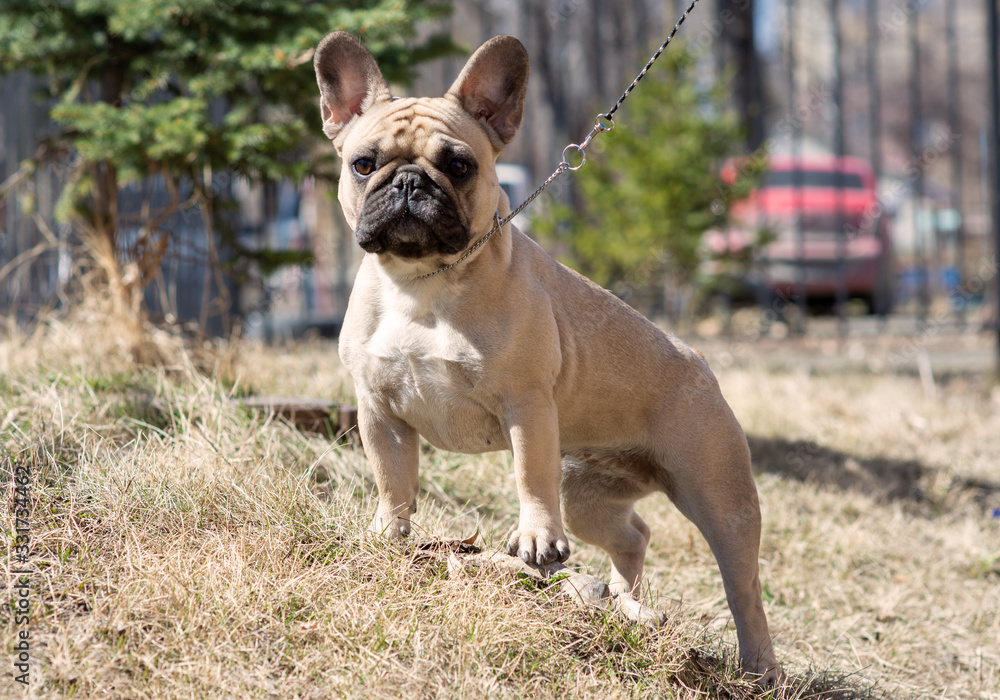 An Early Morning Walk with cute French Bulldog