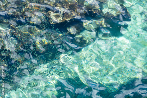 青く澄んだ海の表面 魚の群れ