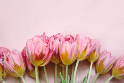 Fototapeta Naklejka Na Ścianę i Meble -  Pink tulips on a pink background. Flat lay, top view. Floral background for greeting card.