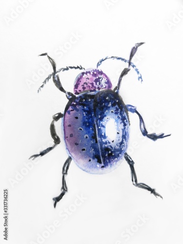 Wallpaper Mural insect, nature, wildlife, fauna, wild, entomology, collection, macro, invertebrate, beetle, natural, wing, illustration, tick, ladybug, close-up, biology, arthropod, colorful, sketch, mustache beetle, Torontodigital.ca