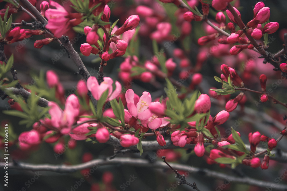 Life blooms like a wild apple tree Life blooms like a wild apple tree