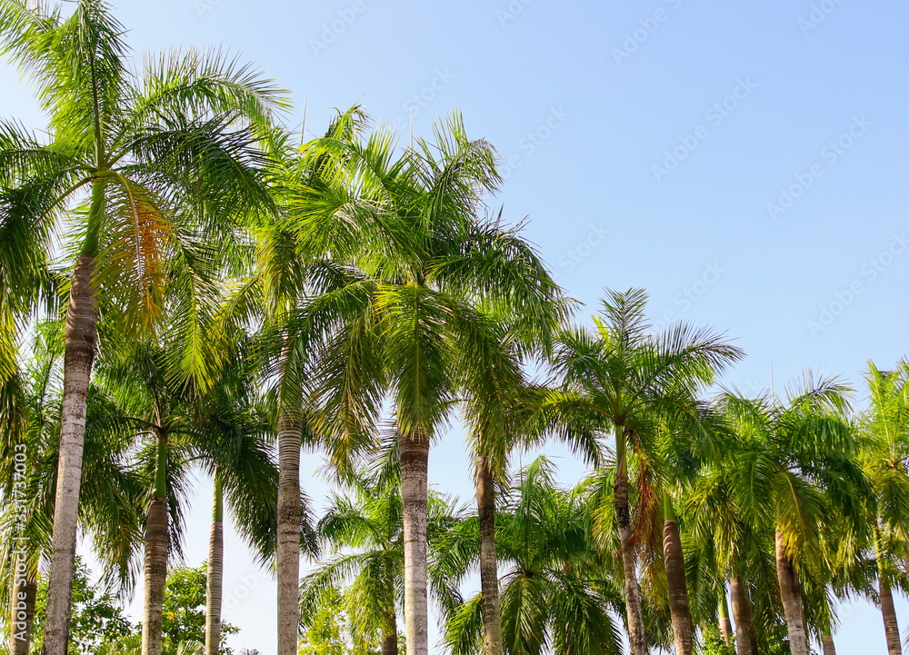 Beautiful palm trees against the blue sky