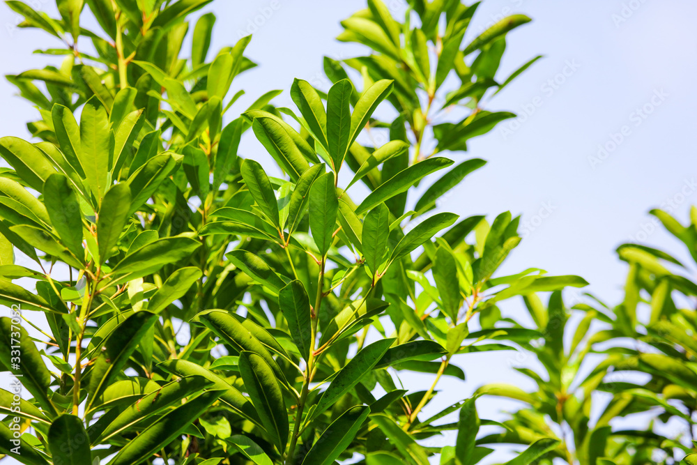 Green leaves of a plant against a blue sky Green leaves of a plant against a blue sky