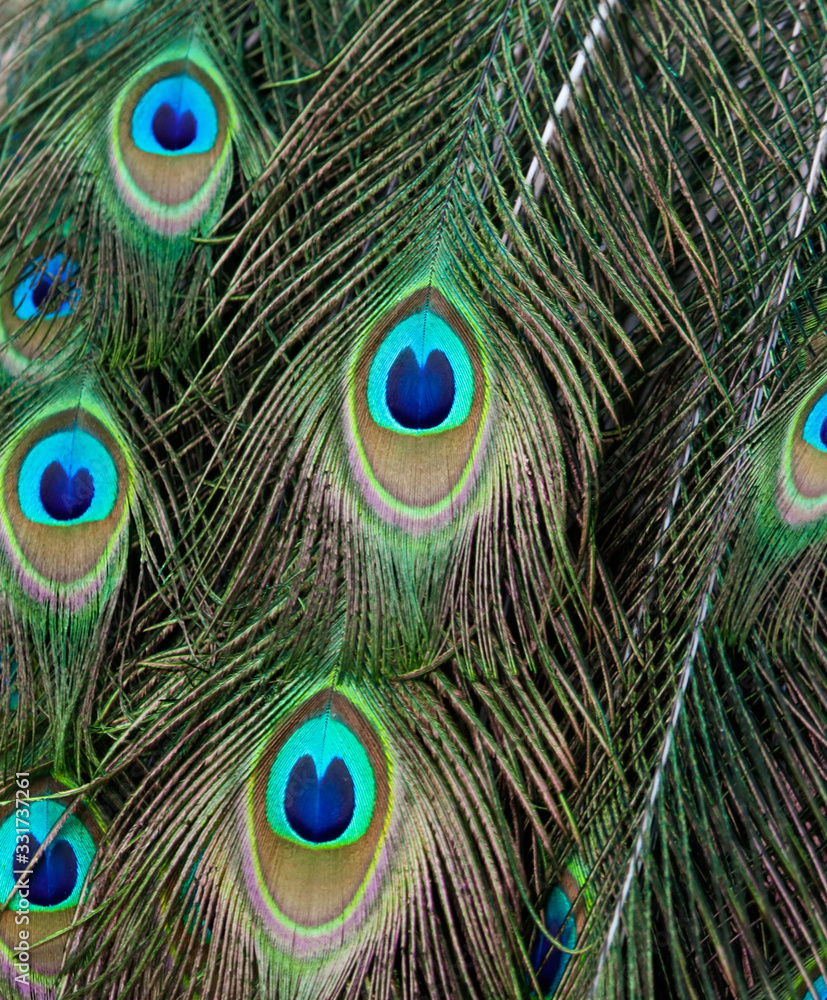 Naklejka premium Beautiful feathers on the tail of a peacock