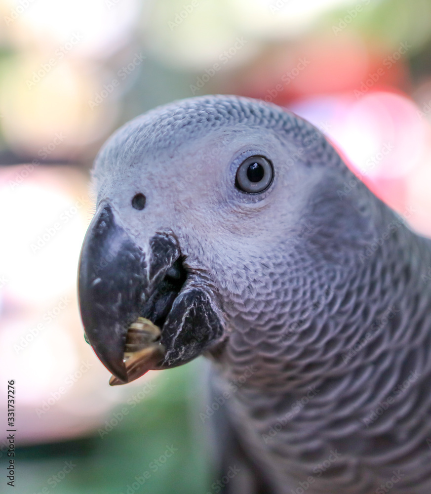 Fototapeta premium A parrot eats a seed in the park.