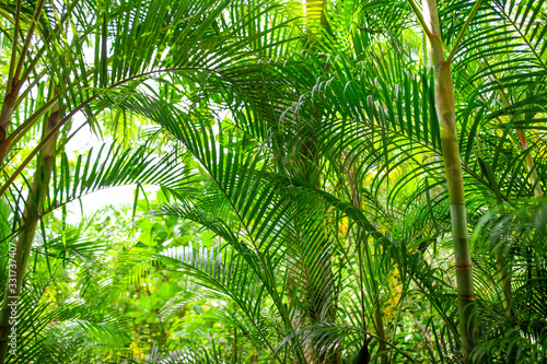 A large branch of a palm leaf