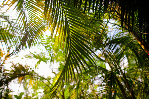 A large branch of a palm leaf