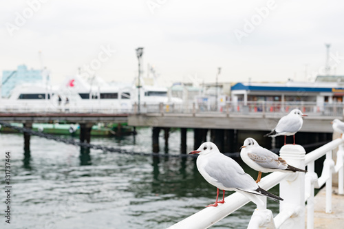 山下公園のカモメたち photo