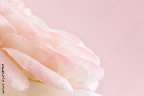 Blurred macro flower background. Beautiful pink ranunculus flower close up. Tender flowers petals macro. Greeting card for woman day. Cream rose flower.