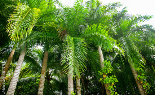 Beautiful palm trees in the park.