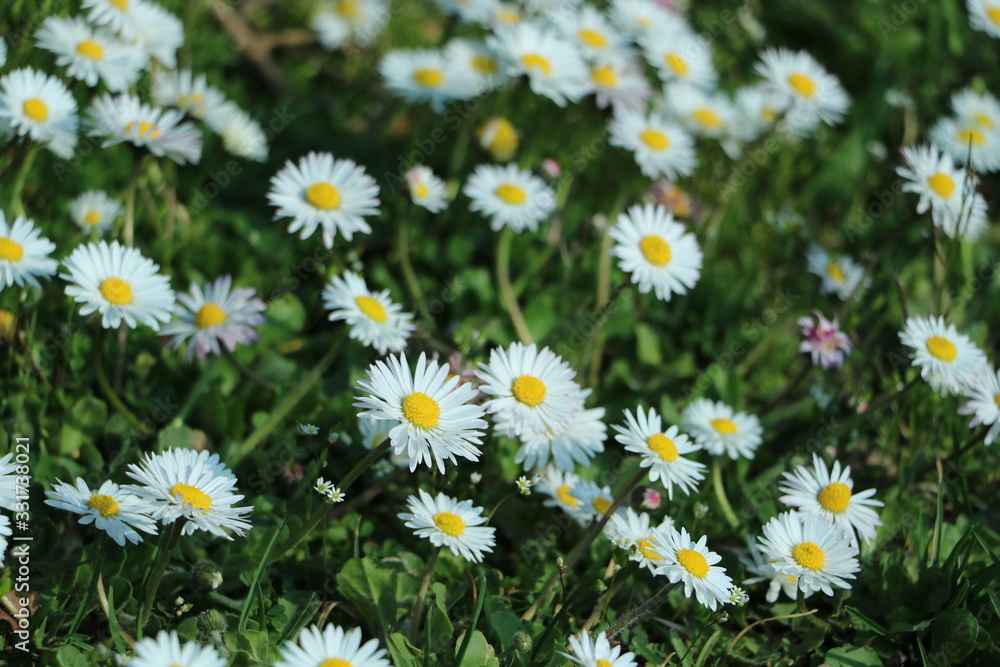 weiße Blumen und Gänseblümchen im Garten weiße Blumen und Gänseblümchen im Garten