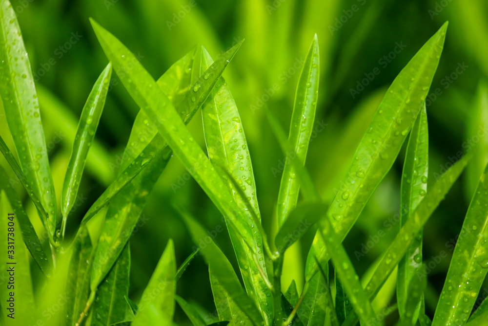 Large green leaves of a plant Large green leaves of a plant