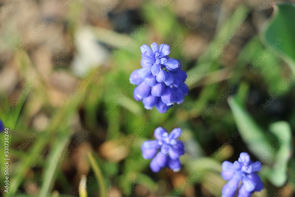 blaue und lila Blüten