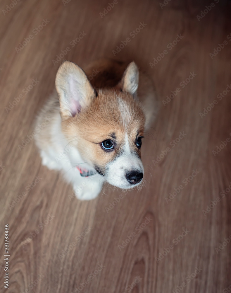 portrait of a Corgi puppy he sits on the floor and looks up sadly portrait of a Corgi puppy he sits on the floor and looks up sadly
