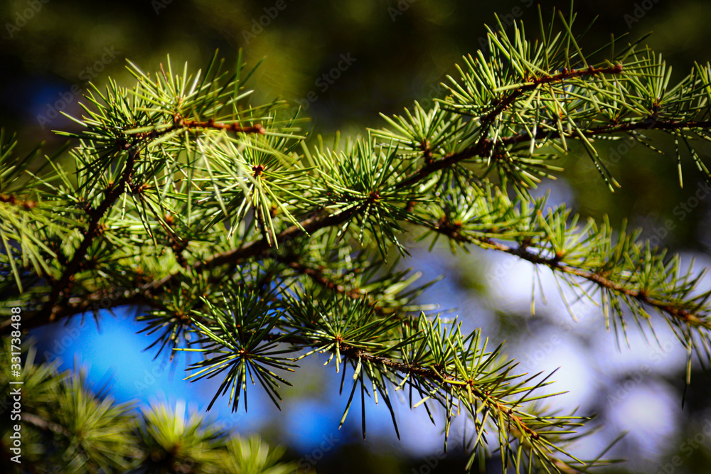 Fototapeta premium pine branch with cones