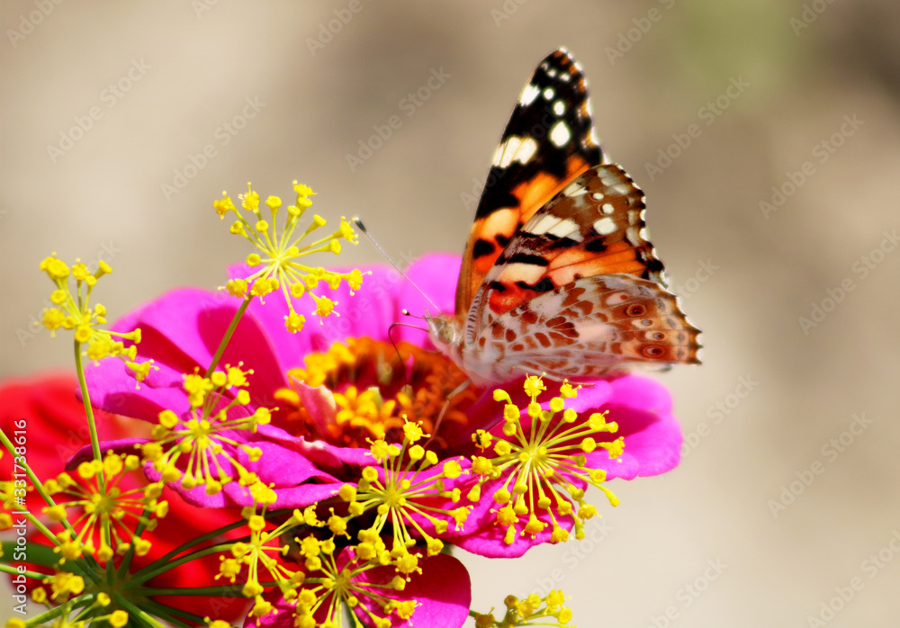 Butterfly on a daisy flower gerbera in the garden Butterfly on a daisy flower gerbera in the garden