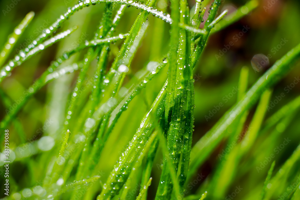 beautiful spring plants in dew
