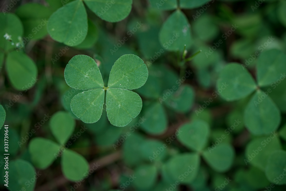 lucky st. patrick's day green clover shamrock lucky st. patrick's day green clover shamrock