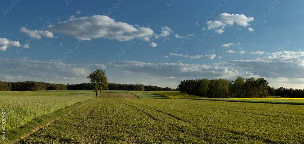 View of fields with grain