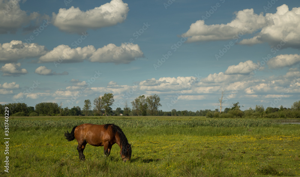 Auburn horse on the spade 2
