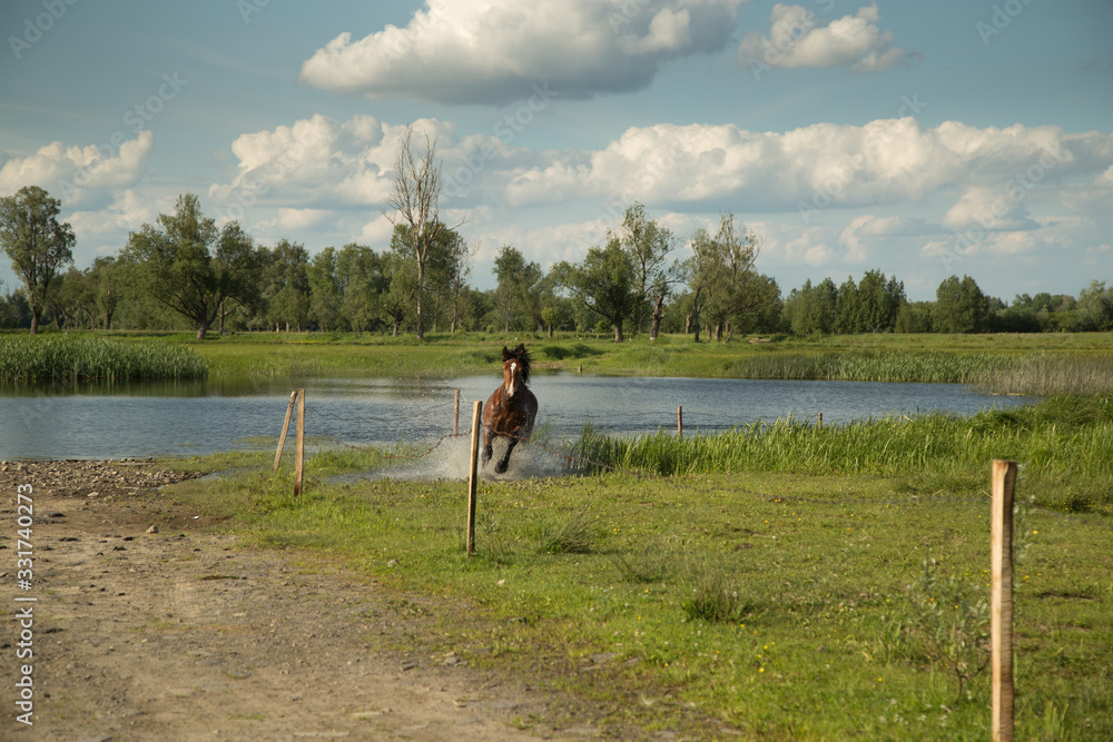 Horse galloping across the water