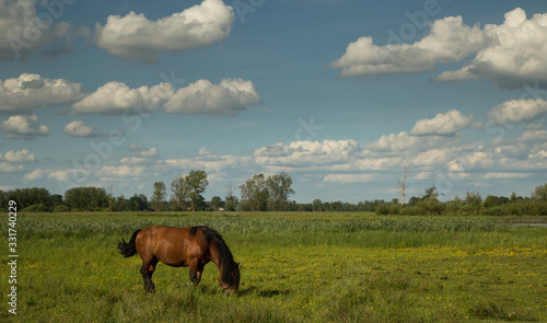 Obraz na płótnie Auburn horse on the spade 2 w salonie