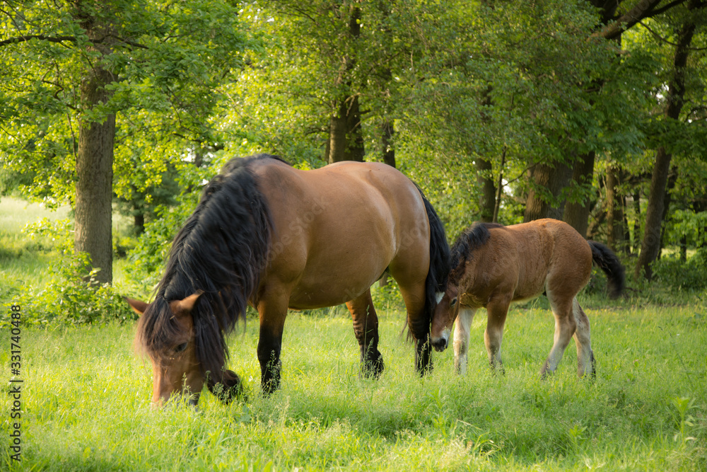 Horses grazing in the meadow
