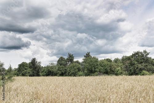 Countryside with wheat field and stormy sky. Filter applied