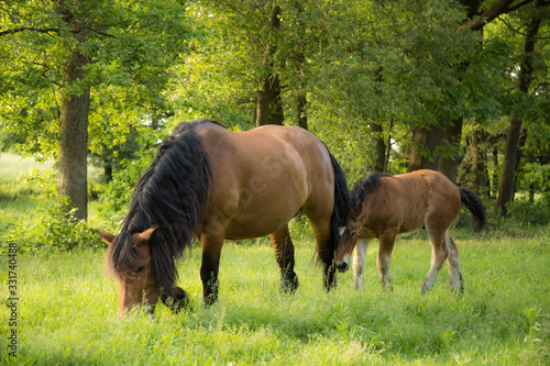 Obraz na płótnie Horses grazing in the meadow w salonie
