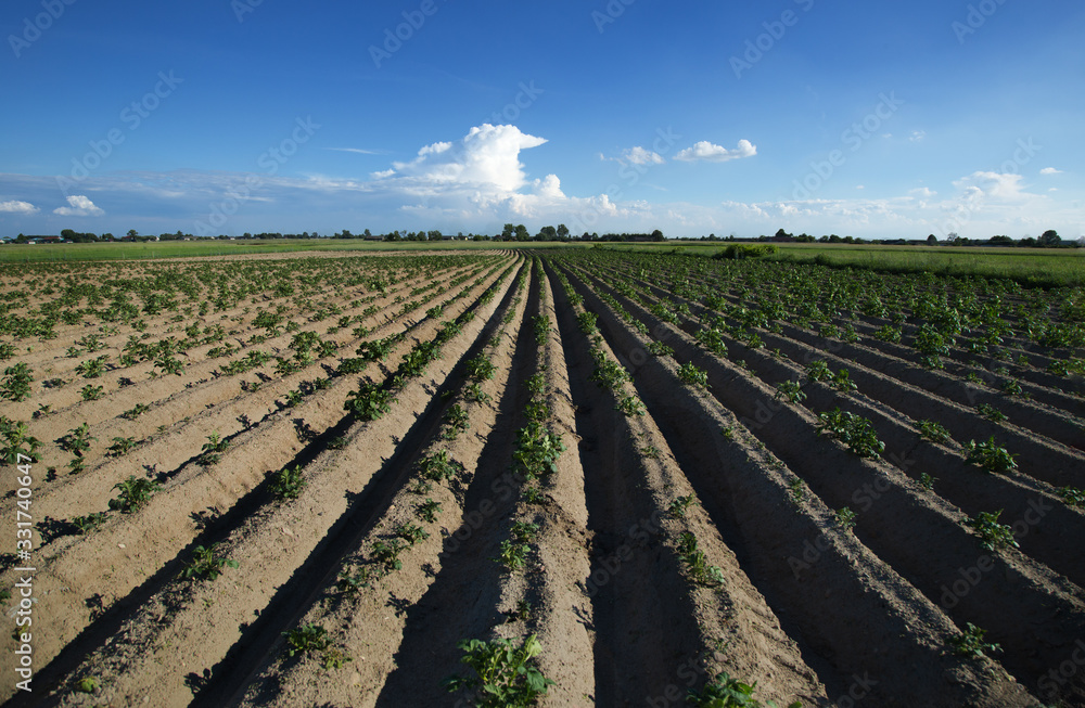Plowed field with blue sky 2