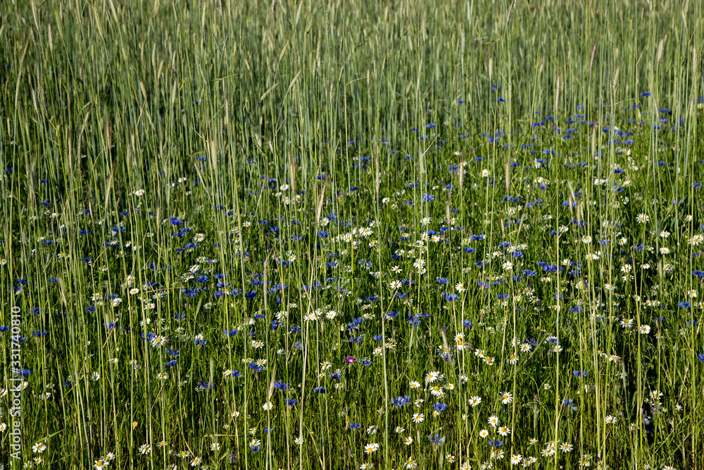 Spring meadow with cornflowers and daisies