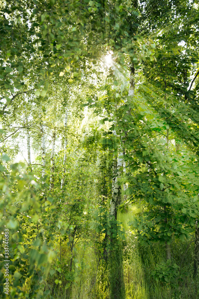 Birches in the sunshine 2