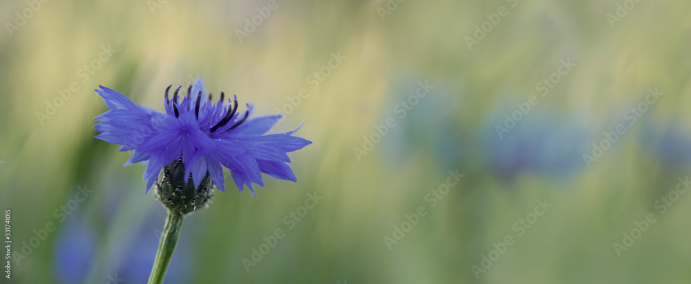 Cornflower (Centaurea cyanus)