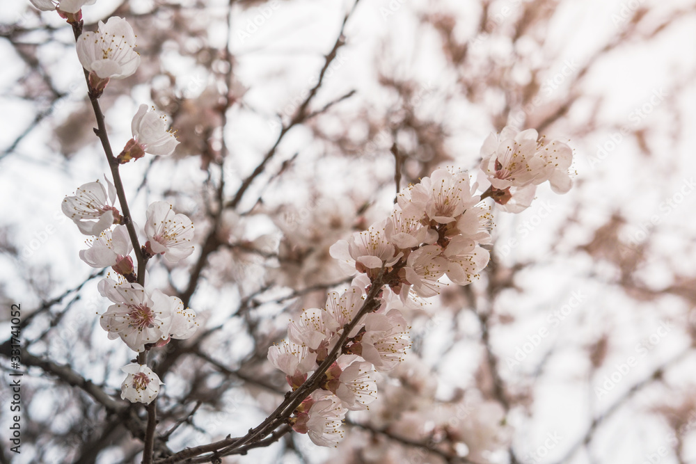 Blooming white flowers spring tree branch. Selective focus. Sunlight. Blooming white flowers spring tree branch. Selective focus. Sunlight.