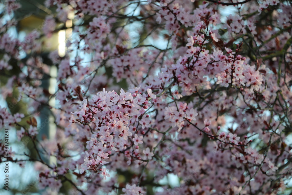 Obraz premium rosa Blumen im Garten