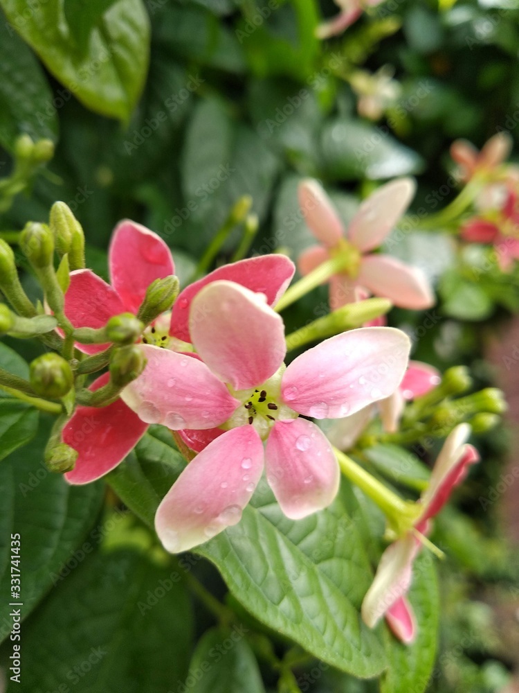Fototapeta premium flower in garden