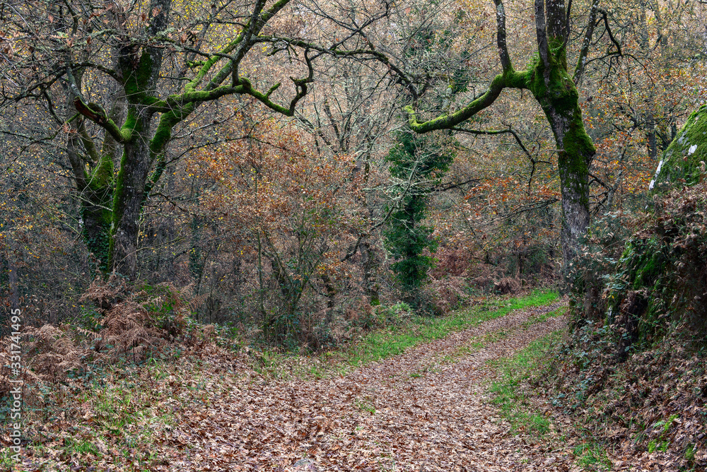 Trail covered in Dry Leaves in a Forest Trail covered in Dry Leaves in a Forest
