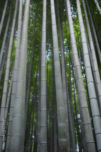 Bosque de bambú en Kyoto